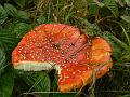 Poisonous fungi (probably Amanita), Hampstead Heath P1140699